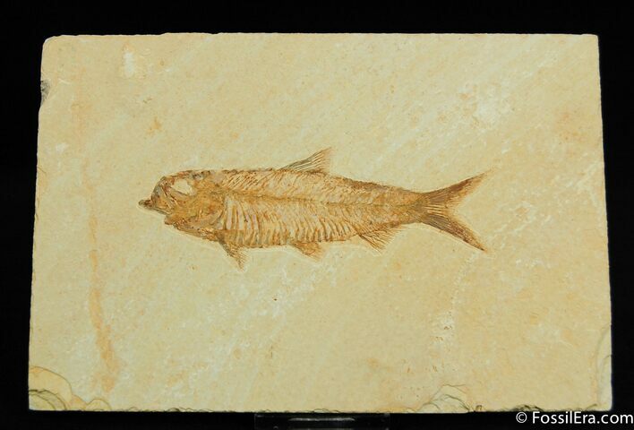 Knightia Fish Fossil On Nice Block of Matrix #36